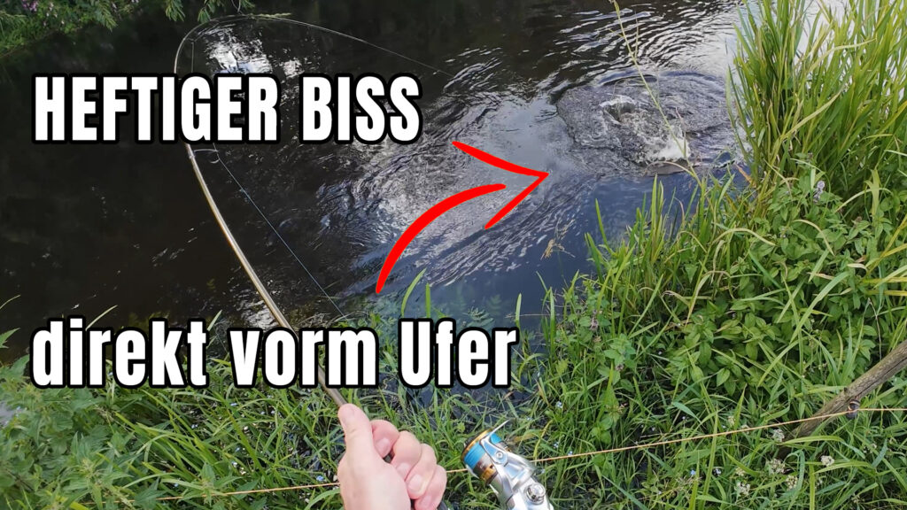 heftiger-biss-am-fluss-beim-bachforellenangeln-hechtangeln