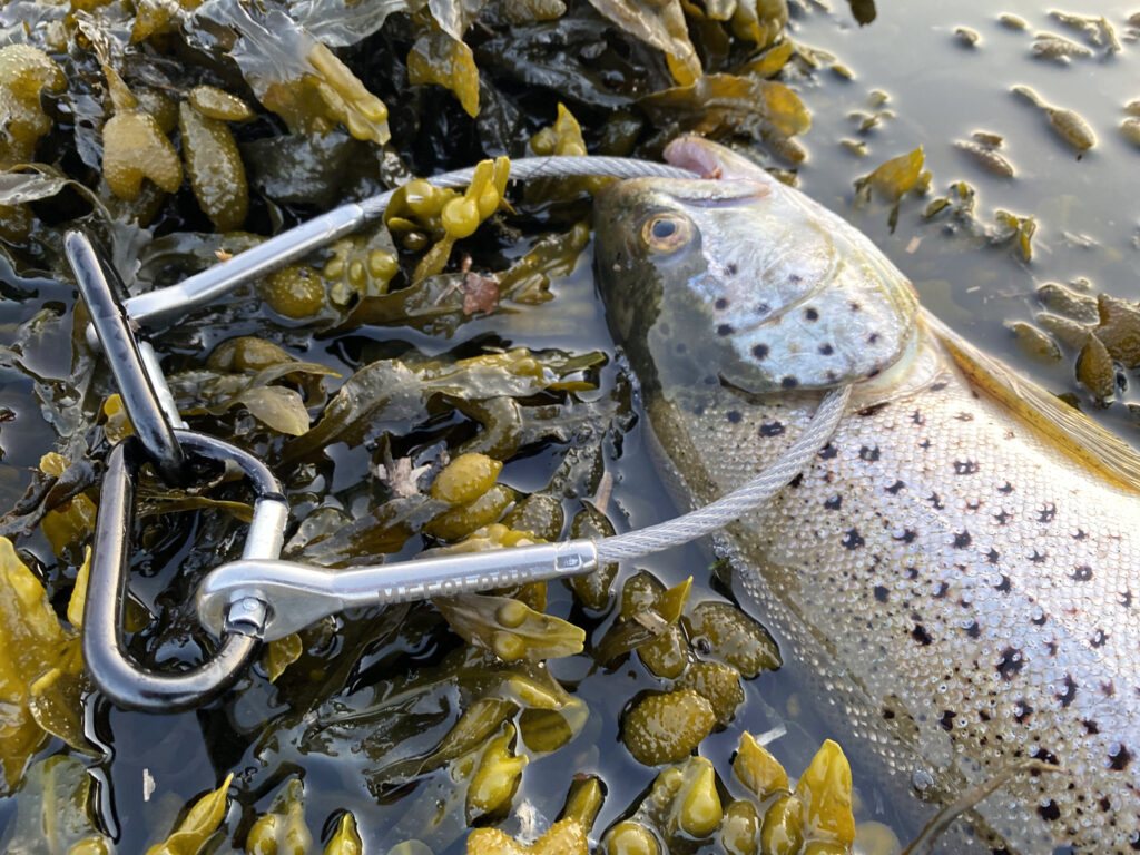 Fliegenfischen